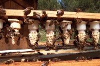 /album/apis-toujours/image9-jpg1/