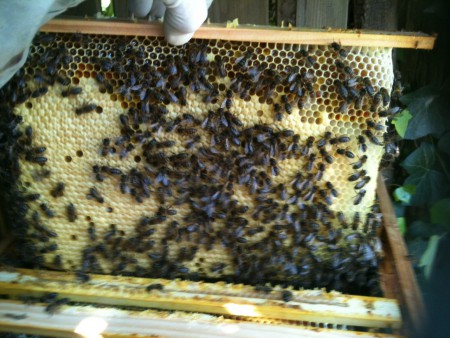 couvain sur abeille noire